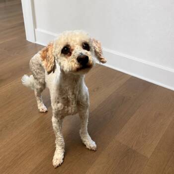 Norma -  Poodle and Terrier Dog for Adoption in Sonoma, California - Norma | PetCurious