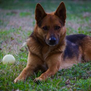 German Shepherd Dog and Mixed Breed Dogs Available for Adoption in Valley, Alabama - Odin | PetCurious