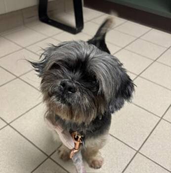 Muffy -  Mixed Breed Dog for Adoption in Traverse City, Michigan - Muffy | PetCurious