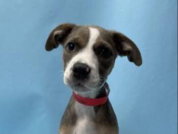 Porky -  Pit Bull Terrier and Mixed Breed Dog for Adoption in Minneapolis, Minnesota - Porky | PetCurious