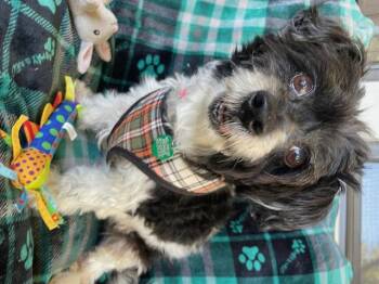 Rescue Poodle and Shih Tzu Dogs for Adoption in Memphis, Tennessee - Bernie | PetCurious