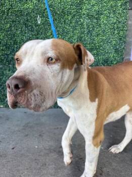 Rescue American Staffordshire Terrier and Mixed Breed Dogs for Adoption in El Paso, Texas - 59830440 | PetCurious