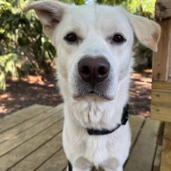 Bolt -  Mixed Breed Dog Available for Adoption in Charleston, South Carolina - Bolt | PetCurious