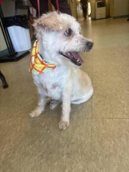 Ruby -  Chihuahua and Terrier Dog for Adoption in Kalamazoo, Michigan - Ruby | PetCurious