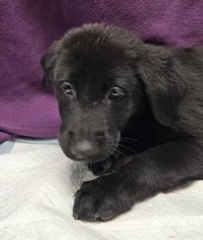 Fozzie Bear -  German Shepherd Dog and Mixed Breed Dog for Adoption in Roseville, California - Fozzie Bear | PetCurious