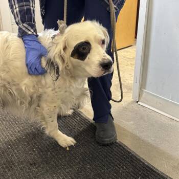 English Setter Dogs Available for Adoption - Pearl | PetCurious