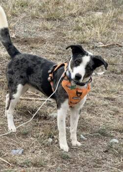 Australian Shepherd and Australian Cattle Dog Blue Heeler Dogs Available for Adoption in Broomfield, Colorado - ROOSTER | PetCurious