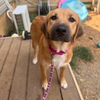 Madi -  Mixed Breed Dog for Adoption in Fredericksburg, Virginia - Madi | PetCurious