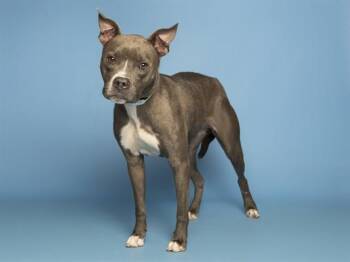 DUTCHESS -  Pit Bull Terrier Dog for Adoption in Phoenix, Arizona - DUTCHESS | PetCurious