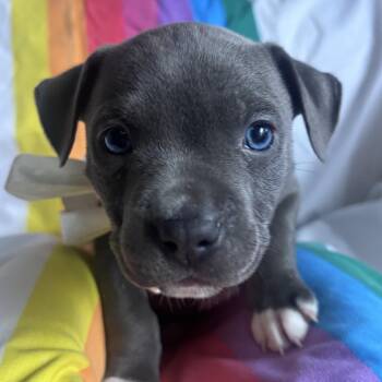 Petey Little Rascals - Local Pup -  Black Labrador Retriever Dog for Adoption in Andover, Massachusetts - Petey Little Rascals - Local Pup | PetCurious