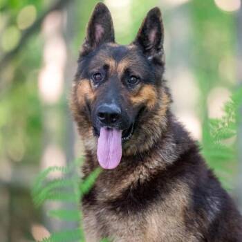 Hutch/Whiskey (26-264) -  German Shepherd Dog Dog for Adoption in New Ringgold, Pennsylvania - Hutch/Whiskey (26-264) | PetCurious