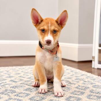 Meridith Gray -  Husky Dog for Adoption in Houston, Texas - Meridith Gray | PetCurious
