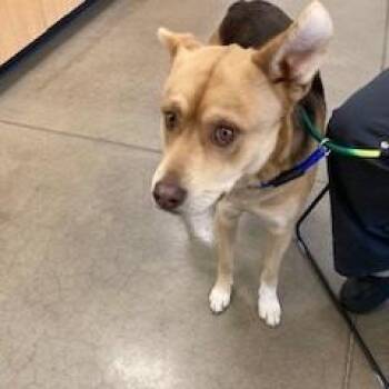 Mixed Breed and German Shepherd Dog Dogs Available for Adoption in York, Pennsylvania - YORK-Stray-15439 | PetCurious