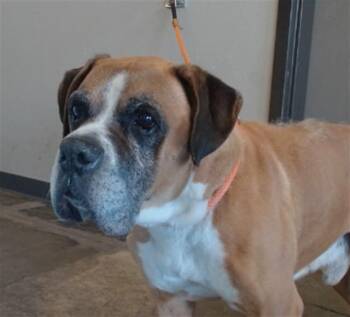 BOB -  Boxer Dog for Adoption in Ontario, California - BOB | PetCurious