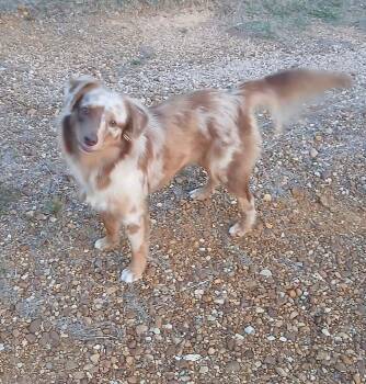 Camo -  Australian Shepherd and Border Collie Dog for Adoption in Watertown, Connecticut - Camo | PetCurious