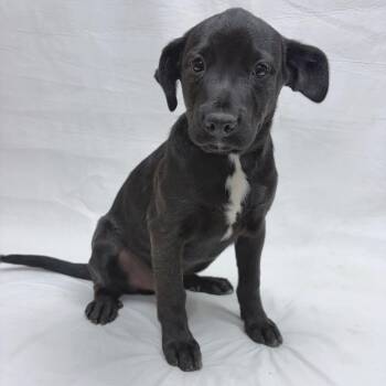 Shepherd and Mixed Breed Dogs Available for Adoption in Parker, Colorado - 544 (2026) | PetCurious