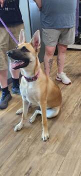 German Shepherd Dog Dogs Available for Adoption in Van Wert, Ohio - Supernova | PetCurious