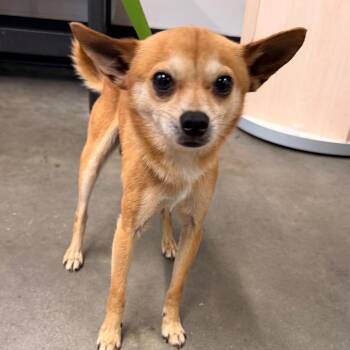 Taddy -  Chihuahua Dog for Adoption in Tampa, Florida - Taddy | PetCurious