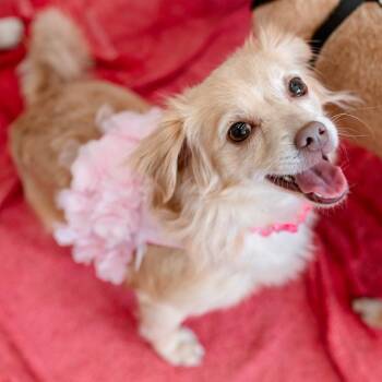 Pomeranian Dogs Available for Adoption - Buttercup | PetCurious