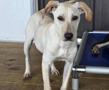 Labrador Retriever and Mixed Breed Dogs Available for Adoption in Cedar Rapids, Iowa - Sandy | PetCurious