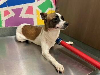 Chihuahua and Mixed Breed Dogs Available for Adoption in Baytown, Texas - JERMAINE | PetCurious