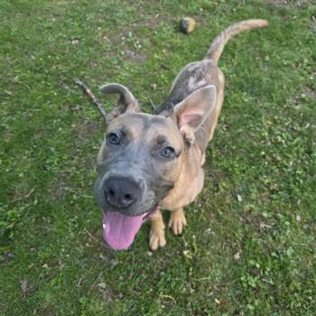 Cane Corso and Mixed Breed Dogs Available for Adoption in Greensburg, Pennsylvania - Nola | PetCurious
