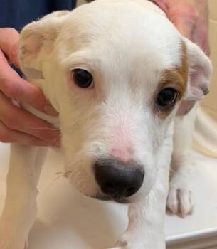 KINLEY -  Jack Russell Terrier Dog for Adoption in Elizabethton, Tennessee - KINLEY | PetCurious