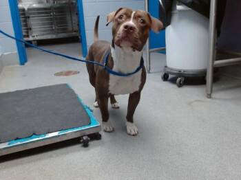 Pit Bull Terrier and Mixed Breed Dogs Available for Adoption in Albuquerque, New Mexico - EL CHAPO | PetCurious