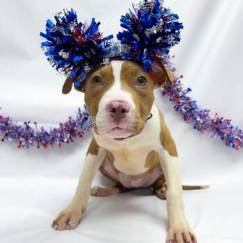 748 (2026) Gordita -  Chocolate Labrador Retriever and Pit Bull Terrier Dog for Adoption in Parker, Colorado - 748 (2026) Gordita | PetCurious