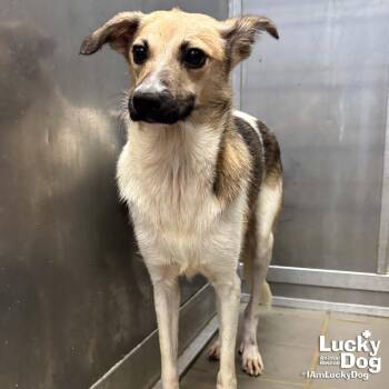 Otis -  Terrier and Shetland Sheepdog Sheltie Dog for Adoption in Washington, District Of Columbia - Otis | PetCurious