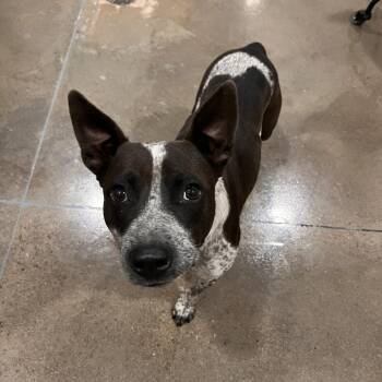 Randy -  Australian Cattle Dog Blue Heeler Dog for Adoption in Washburn, Missouri - Randy | PetCurious