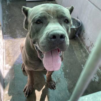 Luigi -  Cane Corso Dog for Adoption in Pasadena, California - Luigi | PetCurious