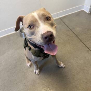 Ghost -  Pit Bull Terrier Dog for Adoption in Rifle, Colorado - Ghost | PetCurious