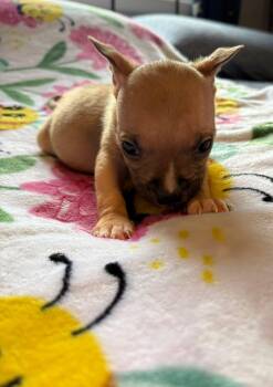 Rescue Boxer and Pit Bull Terrier Dogs for Adoption in Vandergrift, Pennsylvania - PENELOBEE. Tinycauseadopt@gmail.com | PetCurious