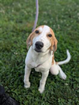 Daphne -  Hound Dog for Adoption in Dickson, Tennessee - Daphne | PetCurious