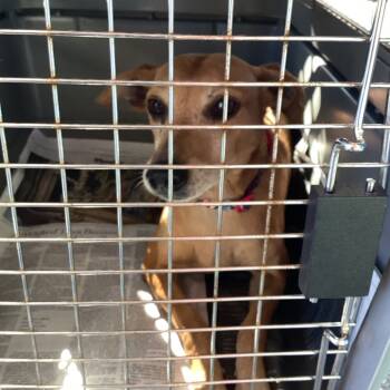 Rescue Chihuahua and Terrier Dogs for Adoption in Montgomery, Alabama - Goldie | PetCurious