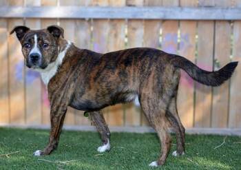 CORDUROY -  Pit Bull Terrier and Mixed Breed Dog for Adoption in West Valley City, Utah - CORDUROY | PetCurious