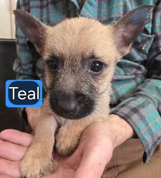 Cairn Terrier Dogs Available for Sale - Teal | PetCurious