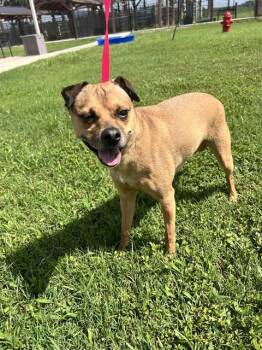 SHERLOCK -  Chihuahua and Mixed Breed Dog for Adoption in Winter Haven, Florida - SHERLOCK | PetCurious