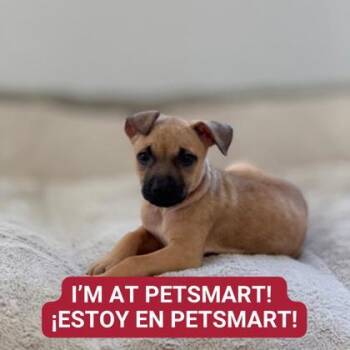 Rescue Mixed Breed Dogs for Adoption in Carrollton, Texas - Kadence | PetCurious