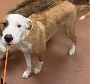 Rescue Border Collie and Rhodesian Ridgeback Dogs for Adoption in Houghton Lake, Michigan - Max | PetCurious