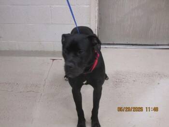 Cane Corso and Great Dane Dogs Available for Adoption in Marietta, Georgia - Titan(78) | PetCurious
