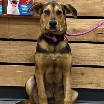 Oliver -  Shepherd and Mixed Breed Dog for Adoption in Wadena, Minnesota - Oliver | PetCurious