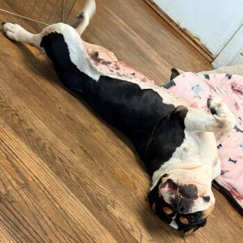 Addie 2293 -  English Bulldog Dog for Adoption in Kansas City, Missouri - Addie 2293 | PetCurious
