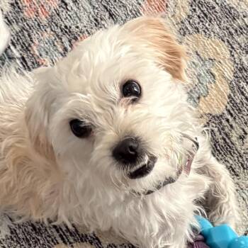 Stewie -  Terrier and Maltese Dog for Adoption in Villa Park, California - Stewie | PetCurious