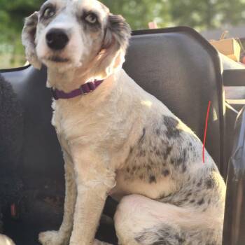 Sheep Dog and Miniature Poodle Dogs Available for Adoption in Rochester, Minnesota - Callie | PetCurious