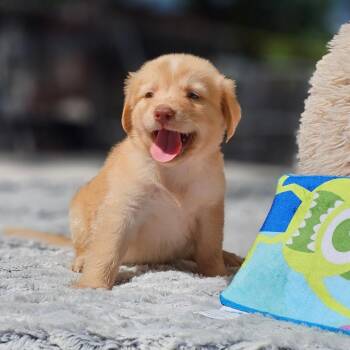 Labrador Retriever and Golden Retriever Dogs Available for Adoption - Chubbs | PetCurious