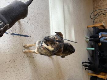 Rescue Shepherd Dogs for Adoption in Pagosa Springs, Colorado - Mia | PetCurious