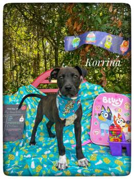 Korrina -  Black Labrador Retriever and Pit Bull Terrier Dog for Adoption in Sebring, Florida - Korrina | PetCurious