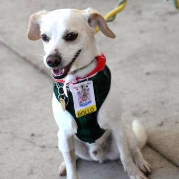 Rollo -  Chihuahua and Mixed Breed Dog for Adoption in Fairfax, Virginia - Rollo | PetCurious